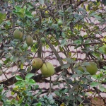 Citrus grandis