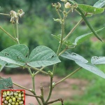 Vigna radiata