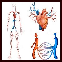 Circulatory system