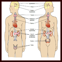 Endocrine system