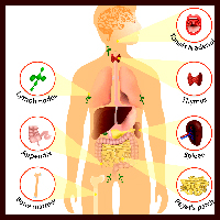 Immune system
