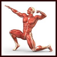 Muscular system