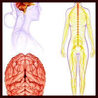 Nervous system