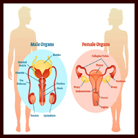 Reproductive system