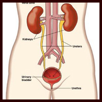 Urinary system