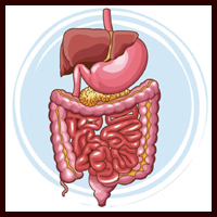 Digestive system